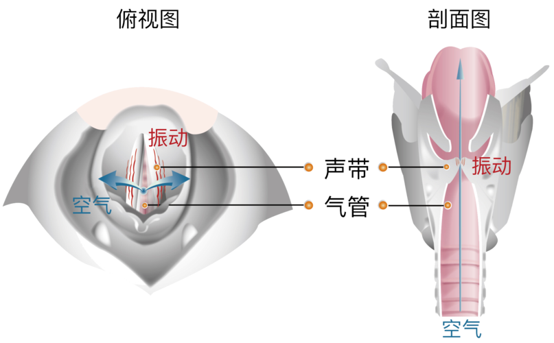 降喉头唱歌的实用方法,快递单号查询_123随叫随到