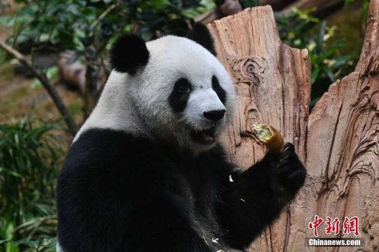 香港大熊猫年后展出,上门取货_123随叫随到