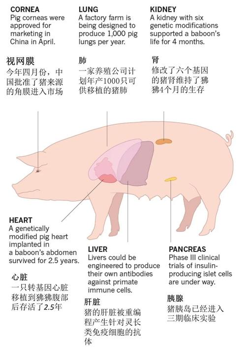 湖南首例克隆猪诞生,专业的一站式物流信息网_123随叫随到